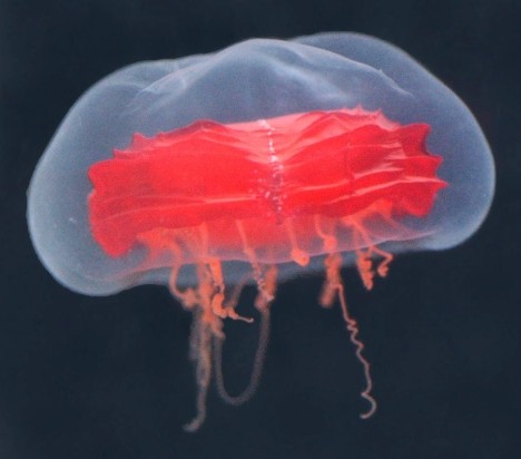 Akachochin jellyfish, red paper lantern medusa -- 