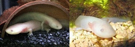 albino_japanese_giant_salamanders.jpg