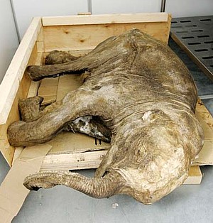 Baby mammoth --- 