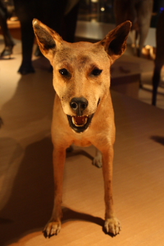 Canine at National Museum of Nature and Science, Tokyo -- 