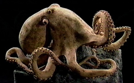 Octopus made of chopsticks -- 