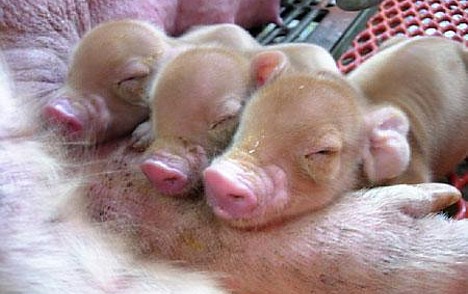 Fourth-generation clone piglets --- 