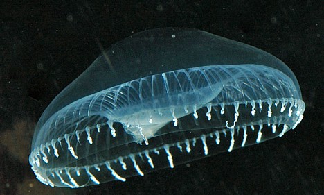 Crystal jelly, a.k.a. Aequorea victoria -- 