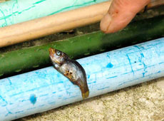 Raining fish in Japan -- 