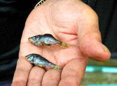 Raining fish in Japan -- 