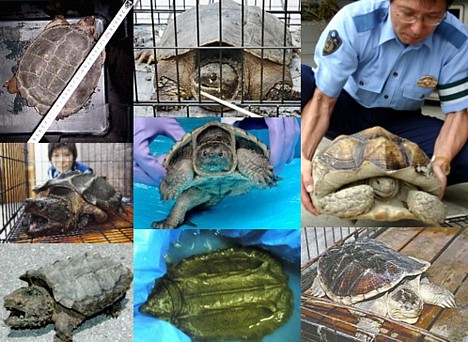 Japan's war on turtles