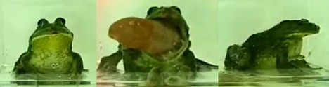 Frog ejects own stomach -- 