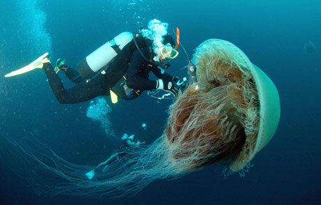 Giant jellyfish