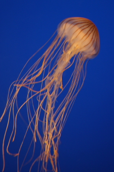 Japanese sea nettle -- 