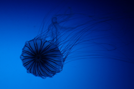 Japanese sea nettle -- 