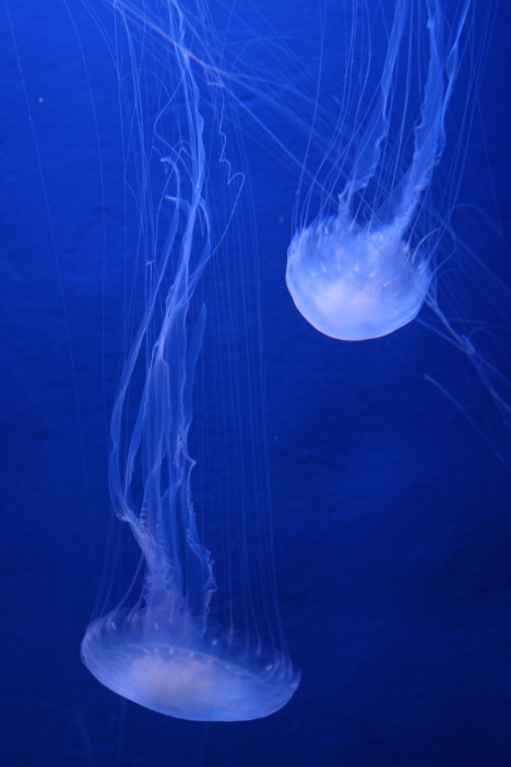 Atlantic sea nettle -- 