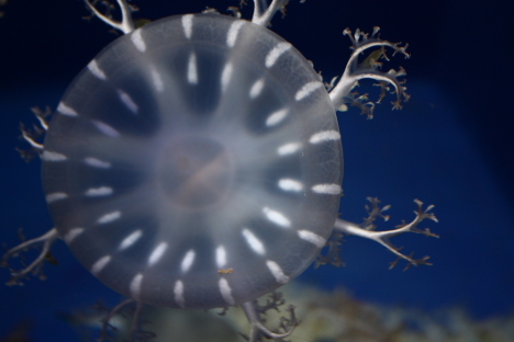 Upside-down jellyfish -- 