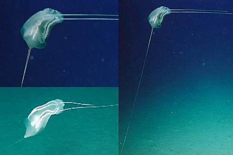 Unidentified deep-sea creature --