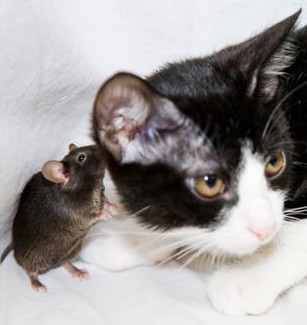 Genetically modified mouse does not fear cats -- 