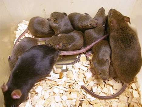 Mouse cloned after 16 years in freezer -- 
