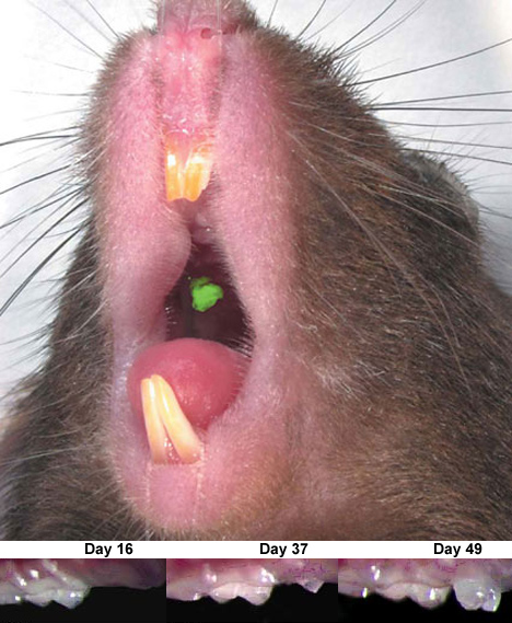 Bioengineered tooth germ grows into mouse tooth -- 