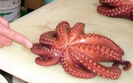 Octopus with nine legs -- 