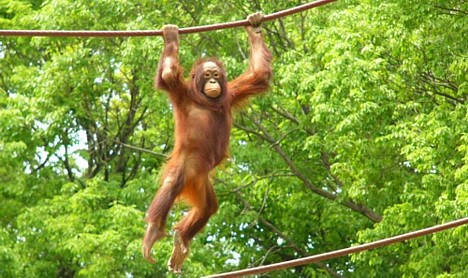 Orangutan at Tama Zoo