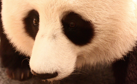 Giant Panda -- 