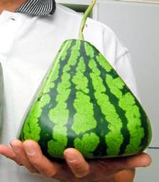 Pyramid-shaped watermelon