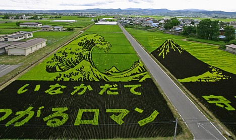 Rice field art -- 