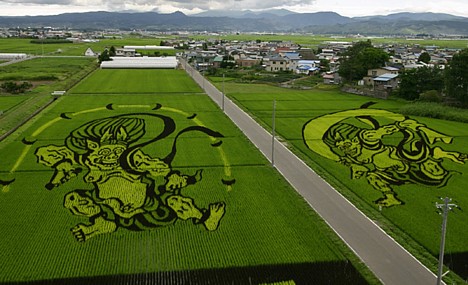Rice field art -- 