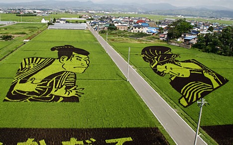 Rice field art -- 