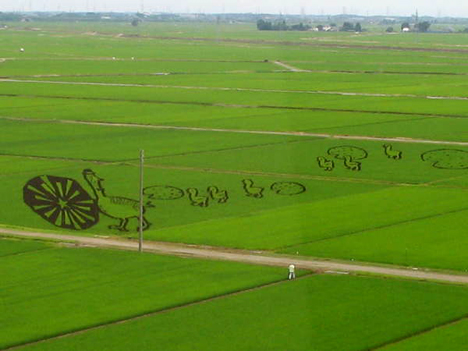 Rice paddy art, Japan --