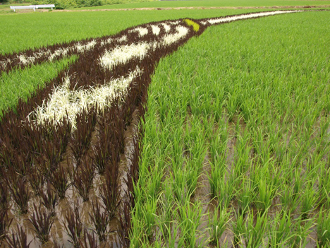 Rice paddy art, Japan -- 