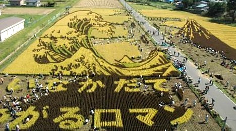 Art rice harvest -- 