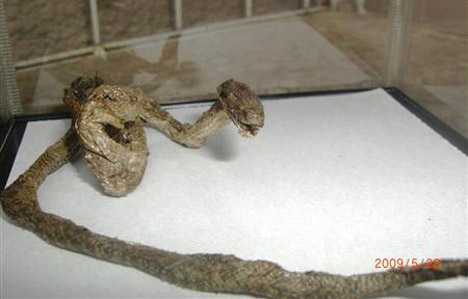 Mysterious snake mummy -- 
