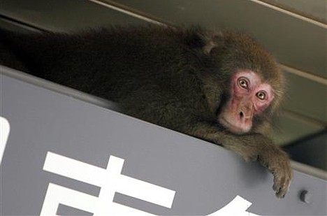 Monkey on the loose in Shibuya -- 