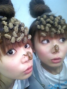 Shokotan wearing empty locust shells -- 