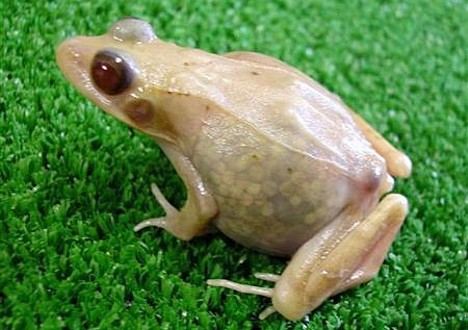 [http://www.pinktentacle.com/images/translucent_frog.jpg]