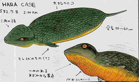 Tsuchinoko -- 