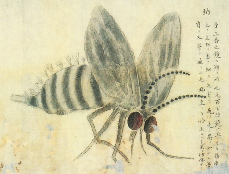 Insect sketch, Kenbikyo Mushi No Zu -- 