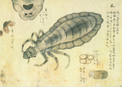 Insect sketch, Kenbikyo Mushi No Zu -- 