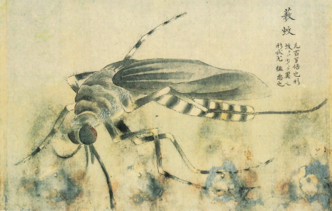 Insect sketch, Kenbikyo Mushi No Zu -- 