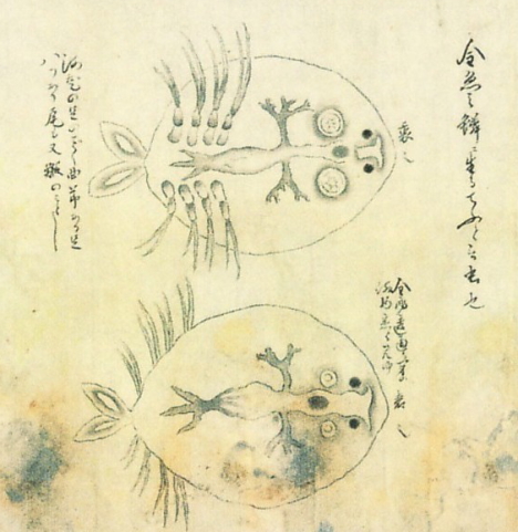 Insect sketch, Kenbikyo Mushi No Zu -- 