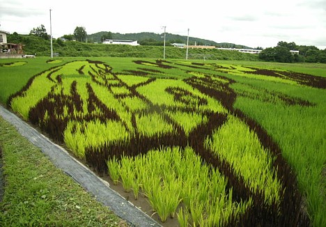 Rice paddy art in Yonezawa -- 